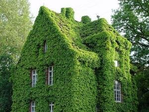 способы озеленения фасада