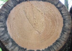 способы защиты древесины